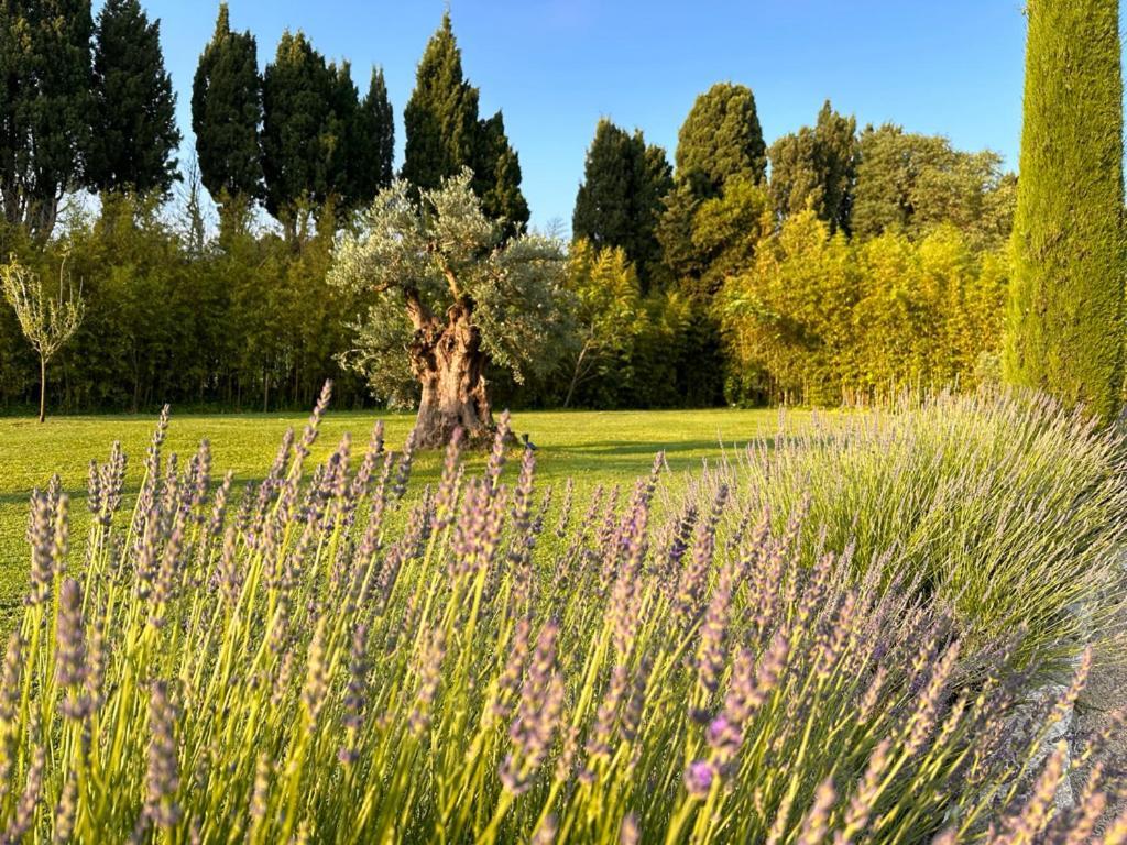 Mas Des Bambous Hotel Saint-Rémy-de-Provence Buitenkant foto
