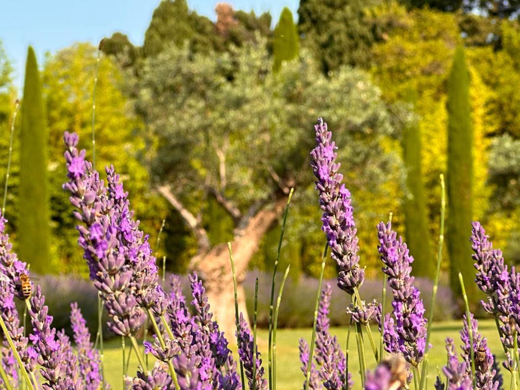 Mas Des Bambous Hotel Saint-Rémy-de-Provence Buitenkant foto